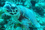 2010 tokashiki turtle.JPG