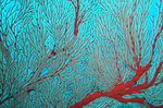 2010 tokasiki coral.JPG