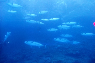 2011_maguro.JPG