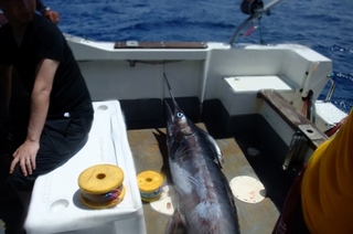 2013_0615kajiki.JPG