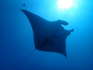 2014_0317pImanta2.JPG