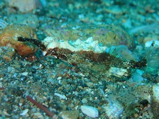 2020_1204umitenn1.JPG