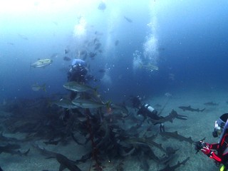 2024_0801Ɍsame2.JPG