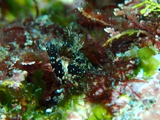 2025_0613�哇0018 KOKE1.JPG