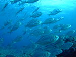 DSCF8700.JPG