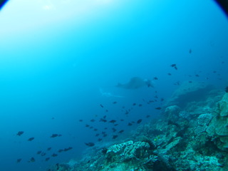 manta1.jpg